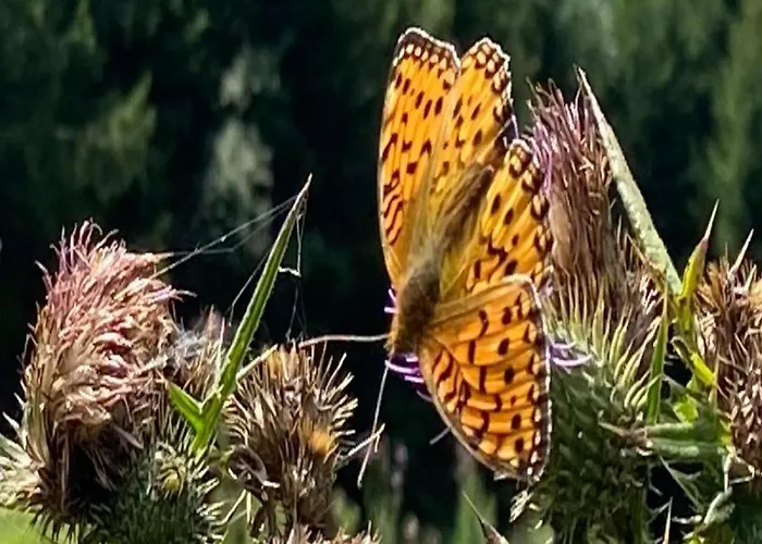 Plathner By Interhome Apartman *